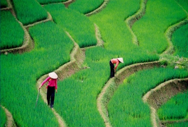 Lao Chai e Ta Van Village - Ritorno in treno ad Hanoi (B, L)