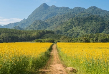 Chiang Rai - Doi Mae Salong - Triangolo d'Oro - Chiang Rai (B)