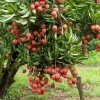 Migliori frutti deliziosi in Vietnam