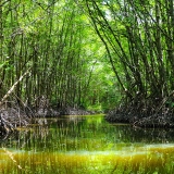 Escursione Can Gio: Riserva Mondiale della Biosfera in 1 giorno