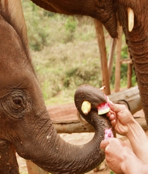 Scoperta il parco naturale degli elefanti: Cultura tribale della Thailandia in 3 giorni