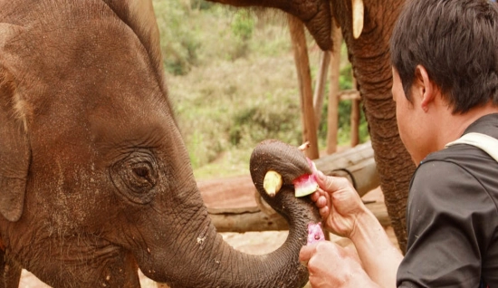 Scoperta il parco naturale degli elefanti: Cultura tribale della Thailandia in 3 giorni