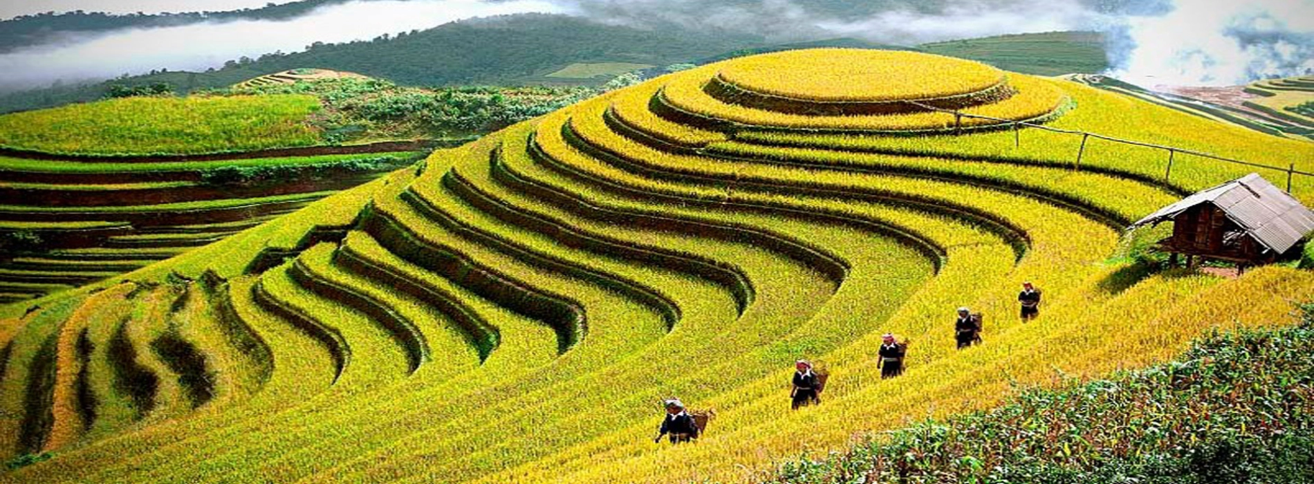 Ngoi Tu