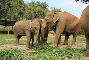 Chiang Mai - Elephant Jungle Sanctuary (B,L) Tour di gruppo con guida parlante inglese