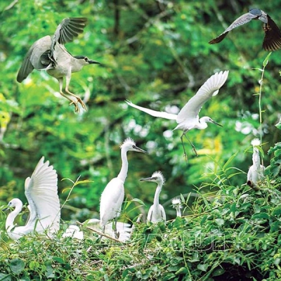 Giardino degli uccelli di Ca Mau