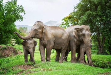 Chiang Mai - Elephant Jungle Sanctuary (B, L)