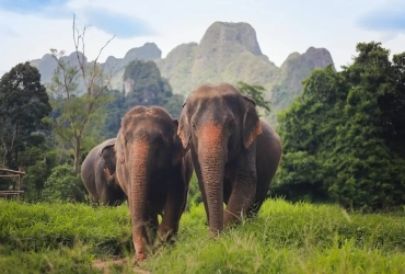 Surat Thani - Khao Sok - Santuario degli elefanti (B,L)