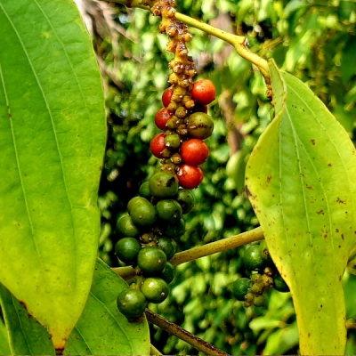 Piantagioni di pepe di Kampot