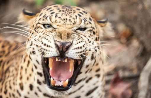 Centro di soccorso della fauna selvatica di Phnom Tamao
