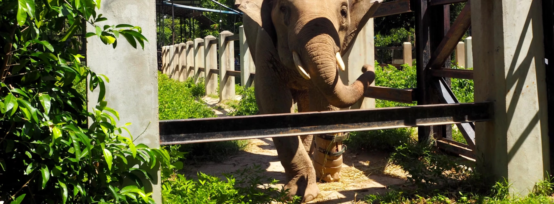 Centro di soccorso della fauna selvatica di Phnom Tamao