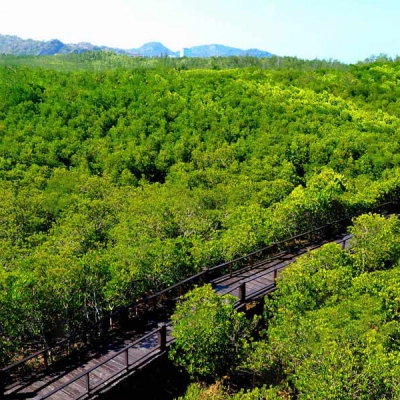 La foresta di torbiere di Sirindhorn