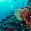I migliori punti di immersione in Thailandia: Come scegliere?