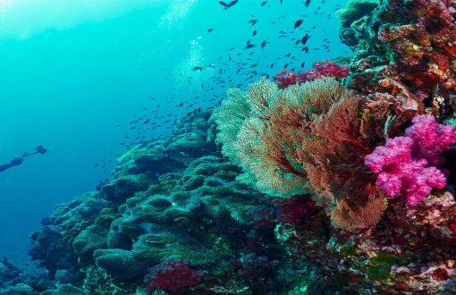 I migliori punti di immersione in Thailandia: Come scegliere?