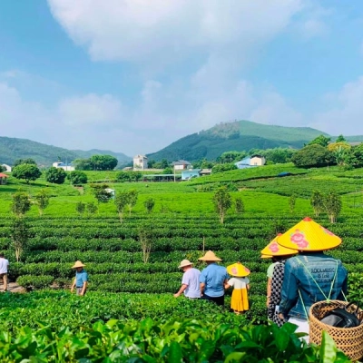 Collina del tè di Tan Cuong