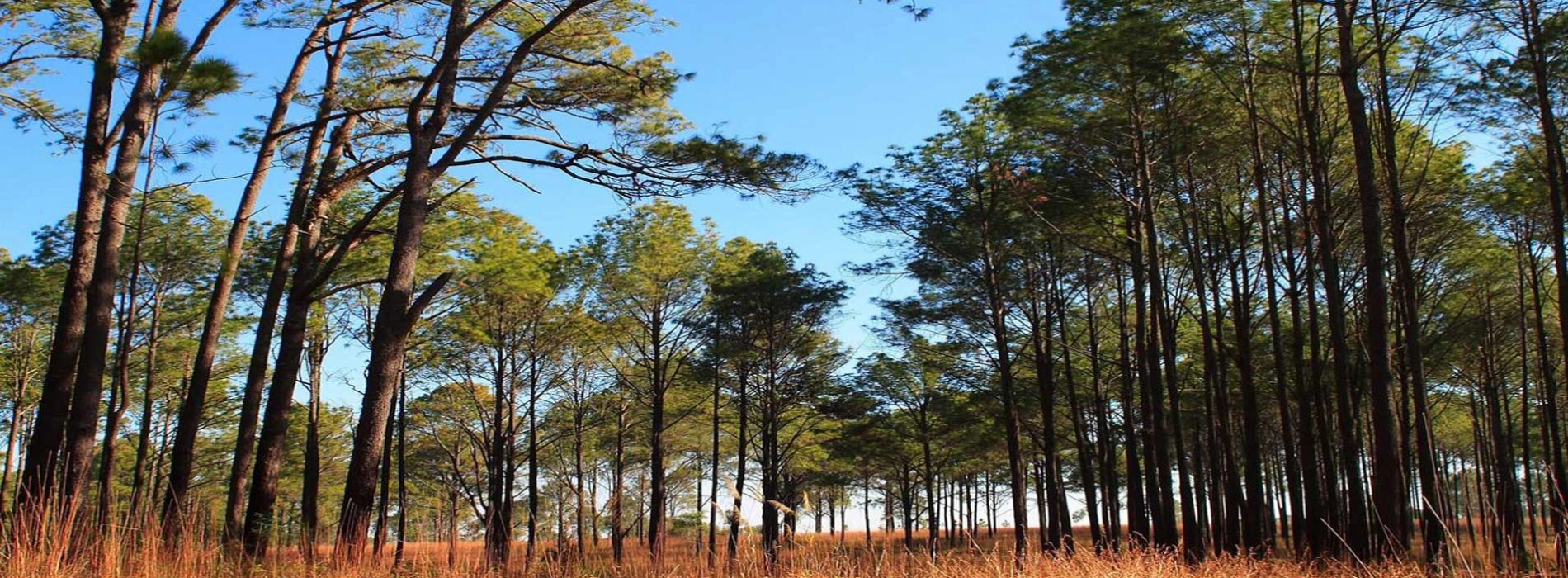 Parco Nazionale Thung Salaeng Luang