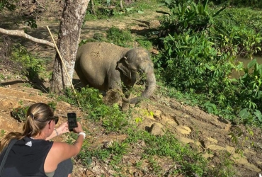 Trekking per vedere gli elefanti nella foresta nazionale di Krabi
