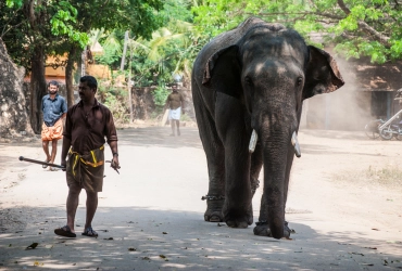 Esperienza Mahout di un'intera giornata all'Elephant Village Camp