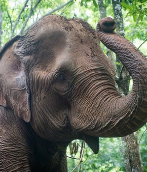 Tour d'avventura di Mondulkiri in 2 giorni e 1 notte