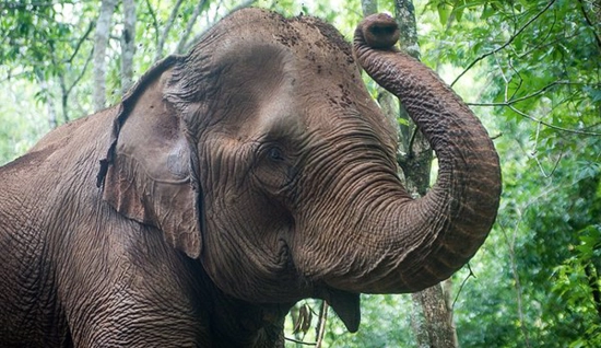 Tour d'avventura di Mondulkiri in 2 giorni e 1 notte