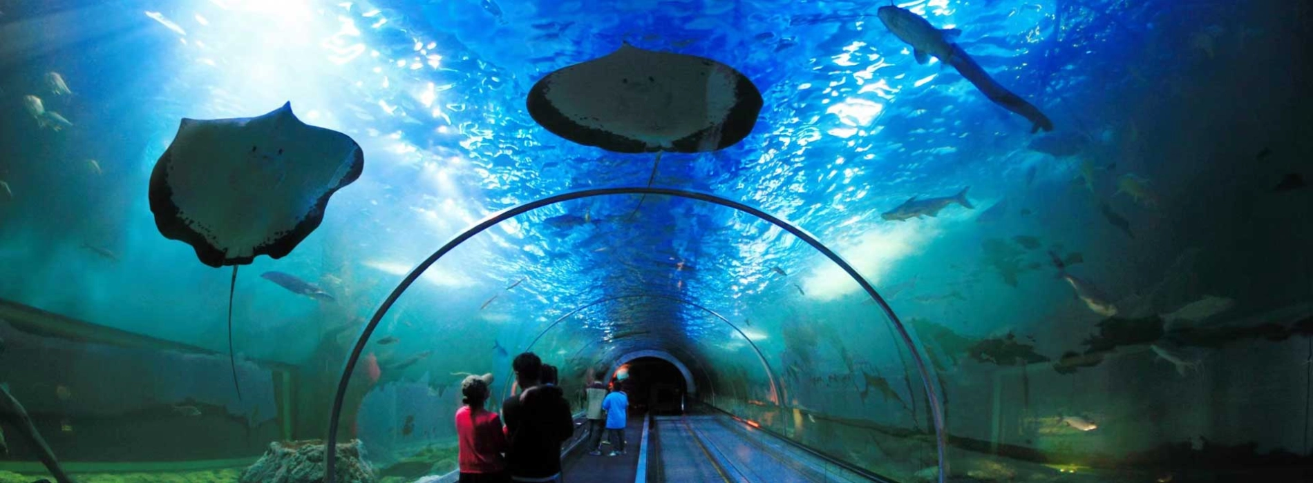 L'Acquario di Bueng Boraphet