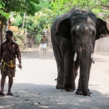 Esplorazione tra elefanti e cascate in viaggio breve a Luang Prabang 2 giorni