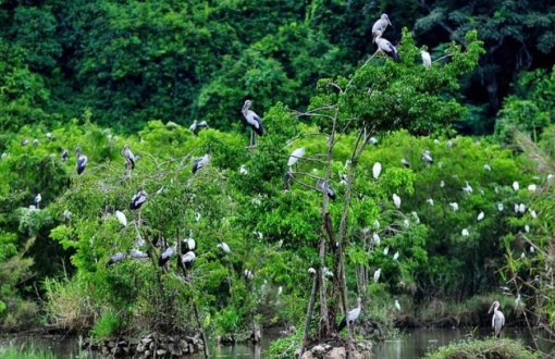 Una giornata nell'parco nazionale Cuc Phuong