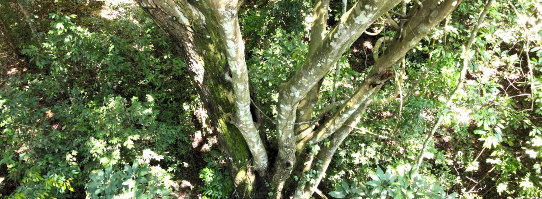 Foresta Primordiale di Ru Linh