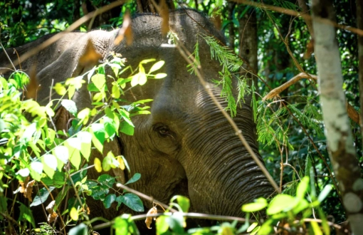 Viaggio in Cambogia a Maggio in 2025