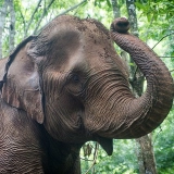 Tour di 2 Giorni e 1 Notte a Mondulkiri – Natura selvaggia ed etnie autentiche