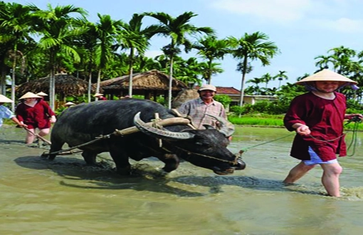 Turismo agricolo in Vietnam – Un viaggio verde nella natura