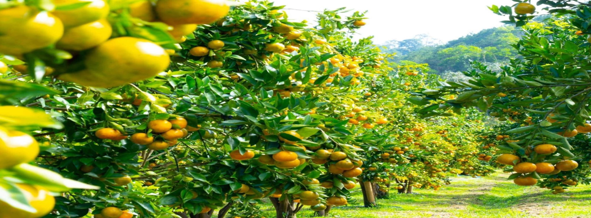 Turismo agricolo in Vietnam – Un viaggio verde nella natura