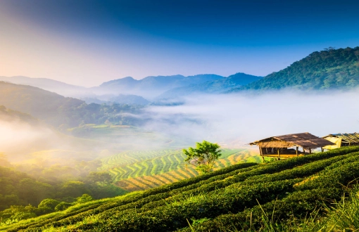 Chiang Mai o Phuket: dove andare per il viaggio perfetto