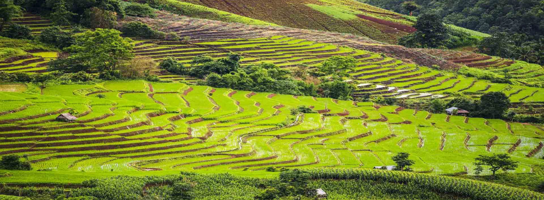 Viaggio in Thailandia: Bangkok o Chiang Mai