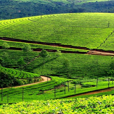 Le Colline di Tè a Moc Suong