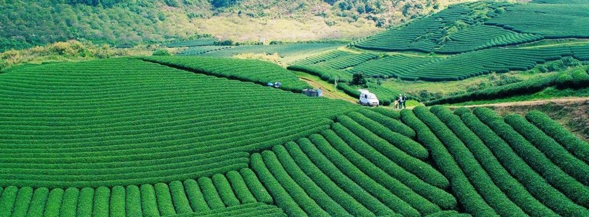 Le Colline di Tè a Moc Suong