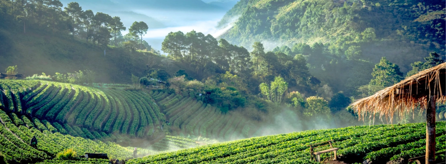 Viaggio in Thailandia del Nord: Itinerario di 10 Giorni in 2025