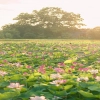 Visitare Ninh Binh durante la stagione della fioritura dei fiori di loto