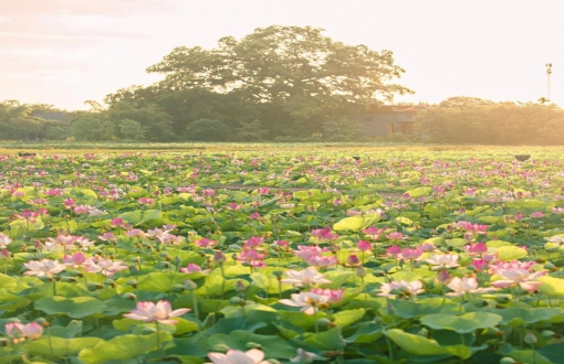 Visitare Ninh Binh durante la stagione della fioritura dei fiori di loto