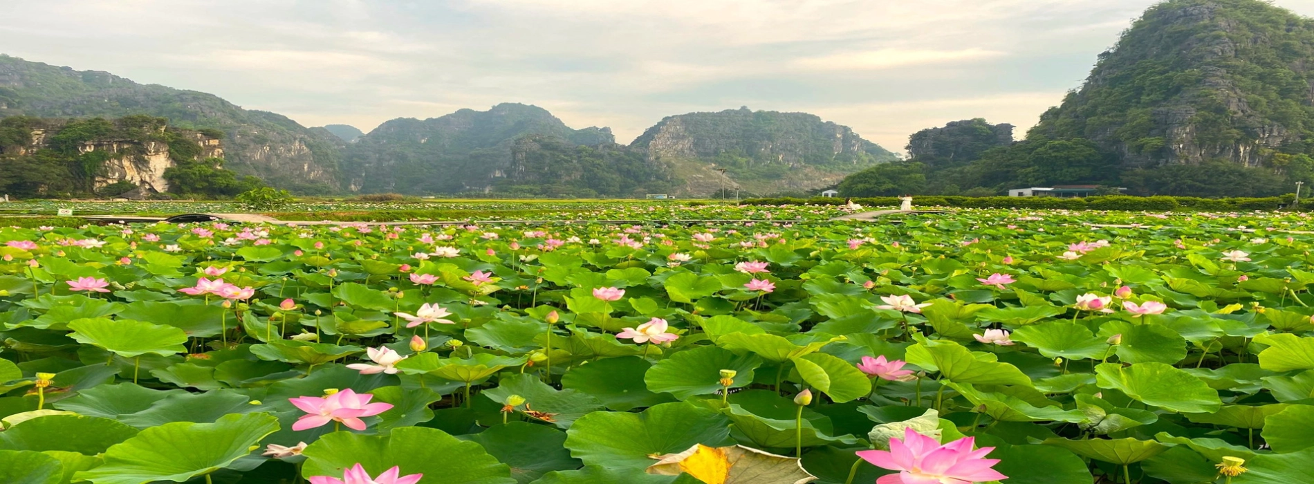 Visitare Ninh Binh durante la stagione della fioritura dei fiori di loto