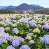 La Stagione dei Fiori Viola a Da Lat a Luglio