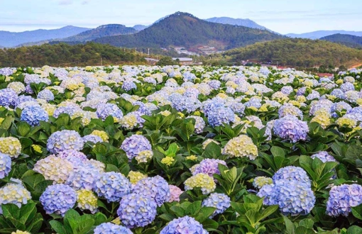 La Stagione dei Fiori Viola a Da Lat a Luglio