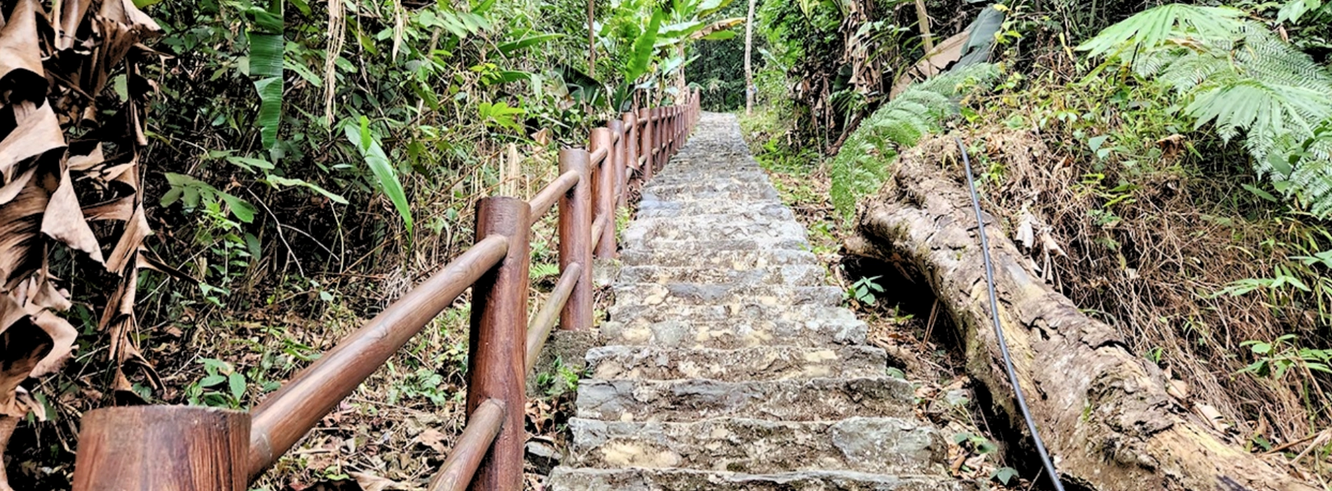Foresta di Tran Hung Dao