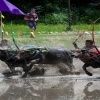 Wing Kwai – Il festival delle corse dei bufali in Thailandia