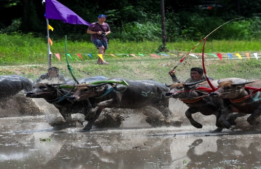 Wing Kwai – Il festival delle corse dei bufali in Thailandia