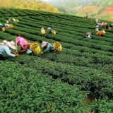 Tour in Chiang Rai 4 giorni: incantevole esplorazione