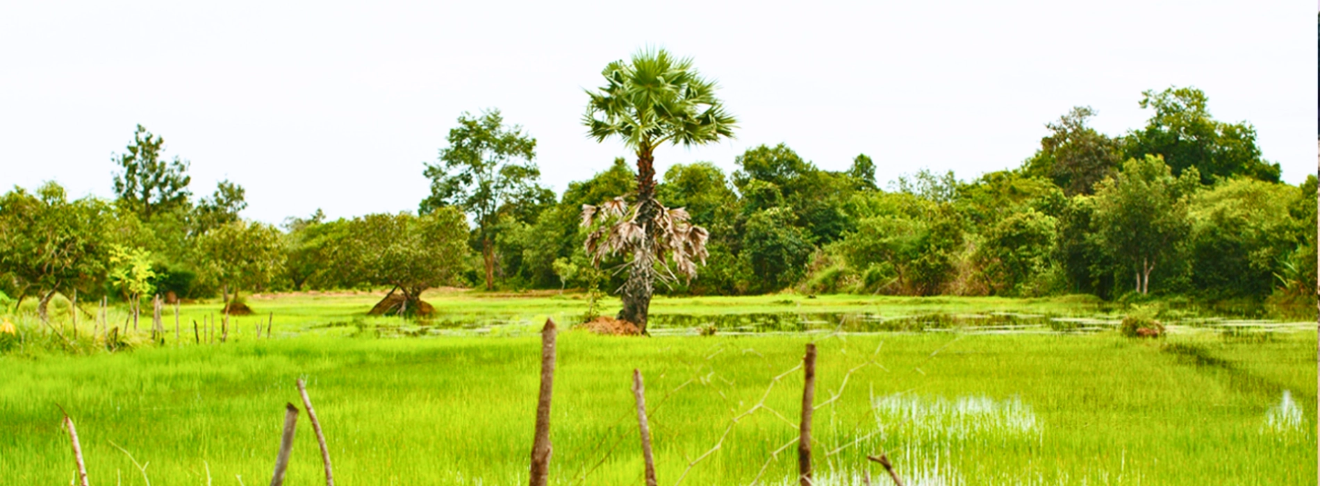 Villaggio di Cheung Kok