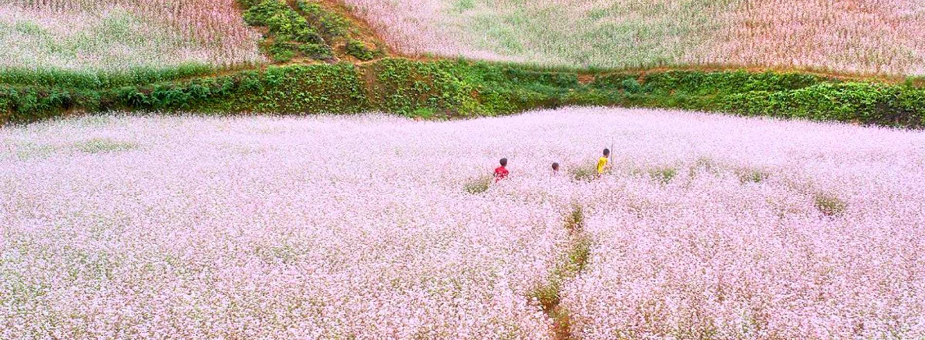 Festa del Fiore di Grano Saraceno a Ha Giang - Guida di viaggio