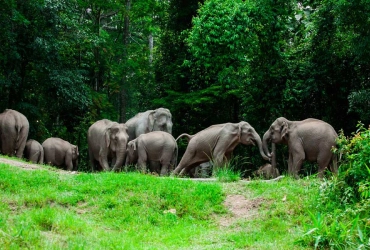 Esplorazione della fauna e avventura alla cascata