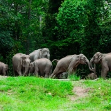 Tour di Parco Nazionale Khao Yai 3 Giorni: Incontri con la Fauna Selvatica