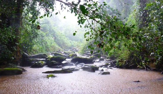 Tour di Trekking nelle Montagne Cardamom 4 Giorni: Avventura nella Giungla